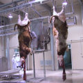 Factory Direct Cattle Slaughtering Equipment